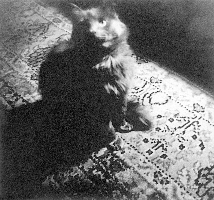 Brodska kaķis Pasiks (Foto - Josifs Brodskis)