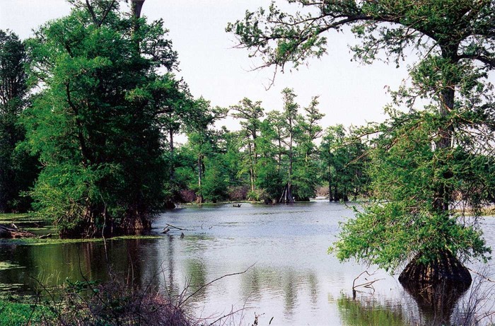 Tikai Misisipi un Luiziānai raksturīga ainava — kailsakņu ciprešu purvs (Foto - Marks Geibers)